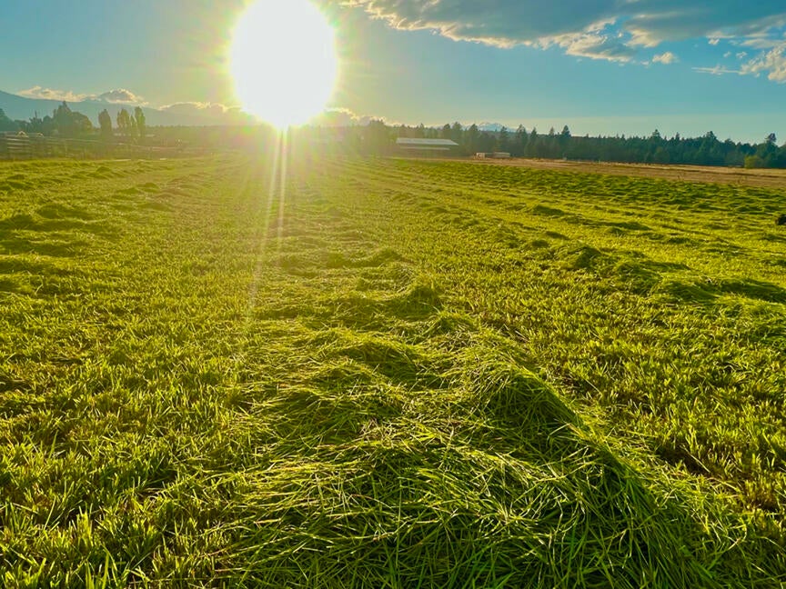 18425 Pinehurst Road Bend, OR 97703 - Photo 17 of 21 Hay field
