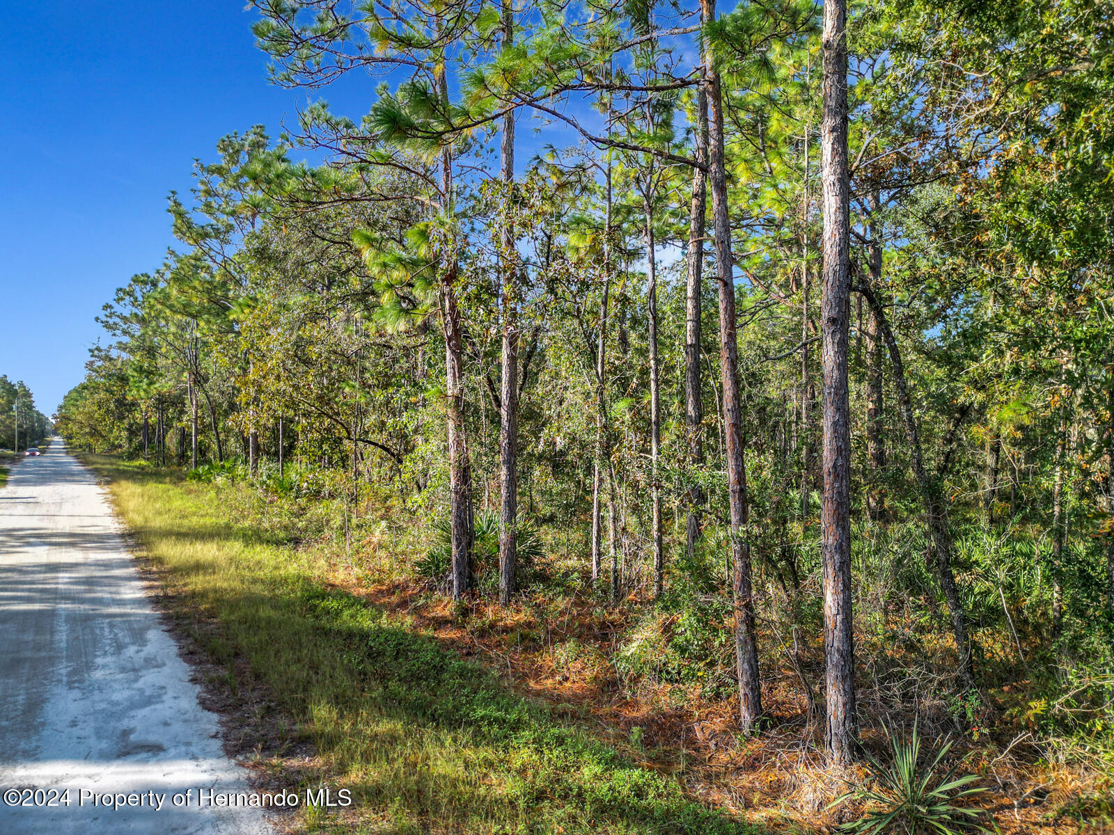 0 Macek Weeki Wachee, FL 34614 - Photo 15 of 22 a view of a yard with plants and tree