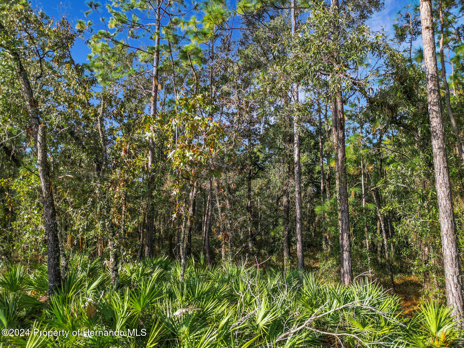 0 Macek Weeki Wachee, FL 34614 - Photo 17 of 22 a view of a garden