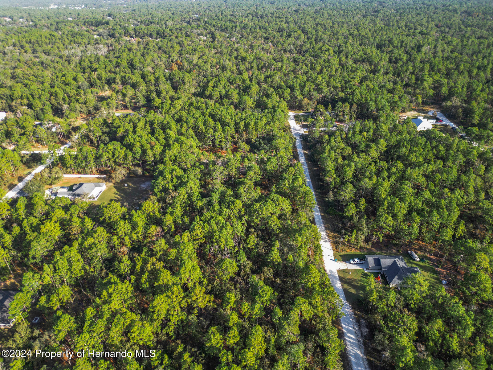 0 Macek Weeki Wachee, FL 34614 - Photo 6 of 22 a view of a forest with a tree
