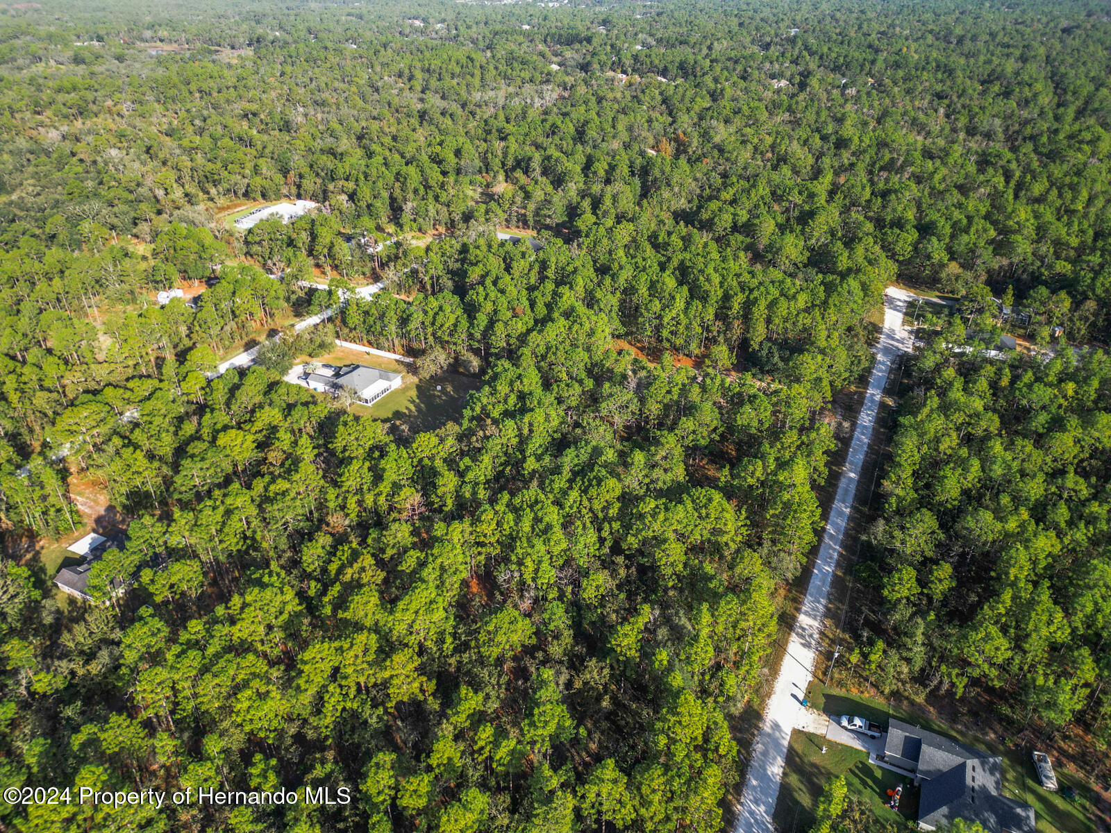0 Macek Weeki Wachee, FL 34614 - Photo 7 of 22 a view of a lush green forest with lots of trees