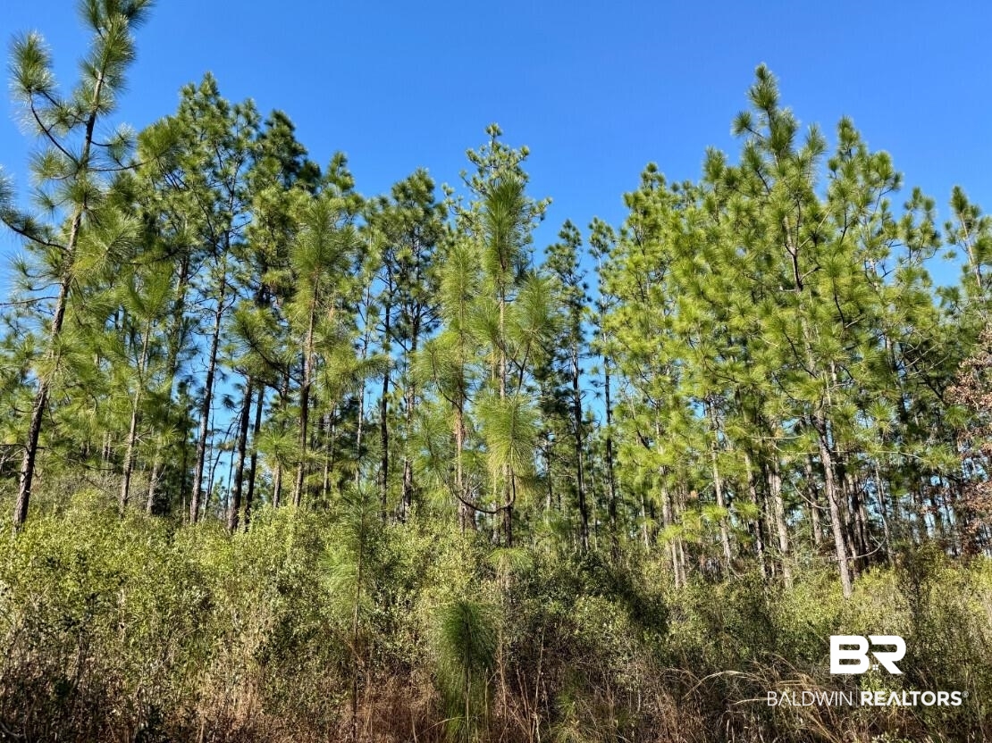 White Road Bay Minette, AL 36507 - Photo 2 of 32 View of nature with a forest view