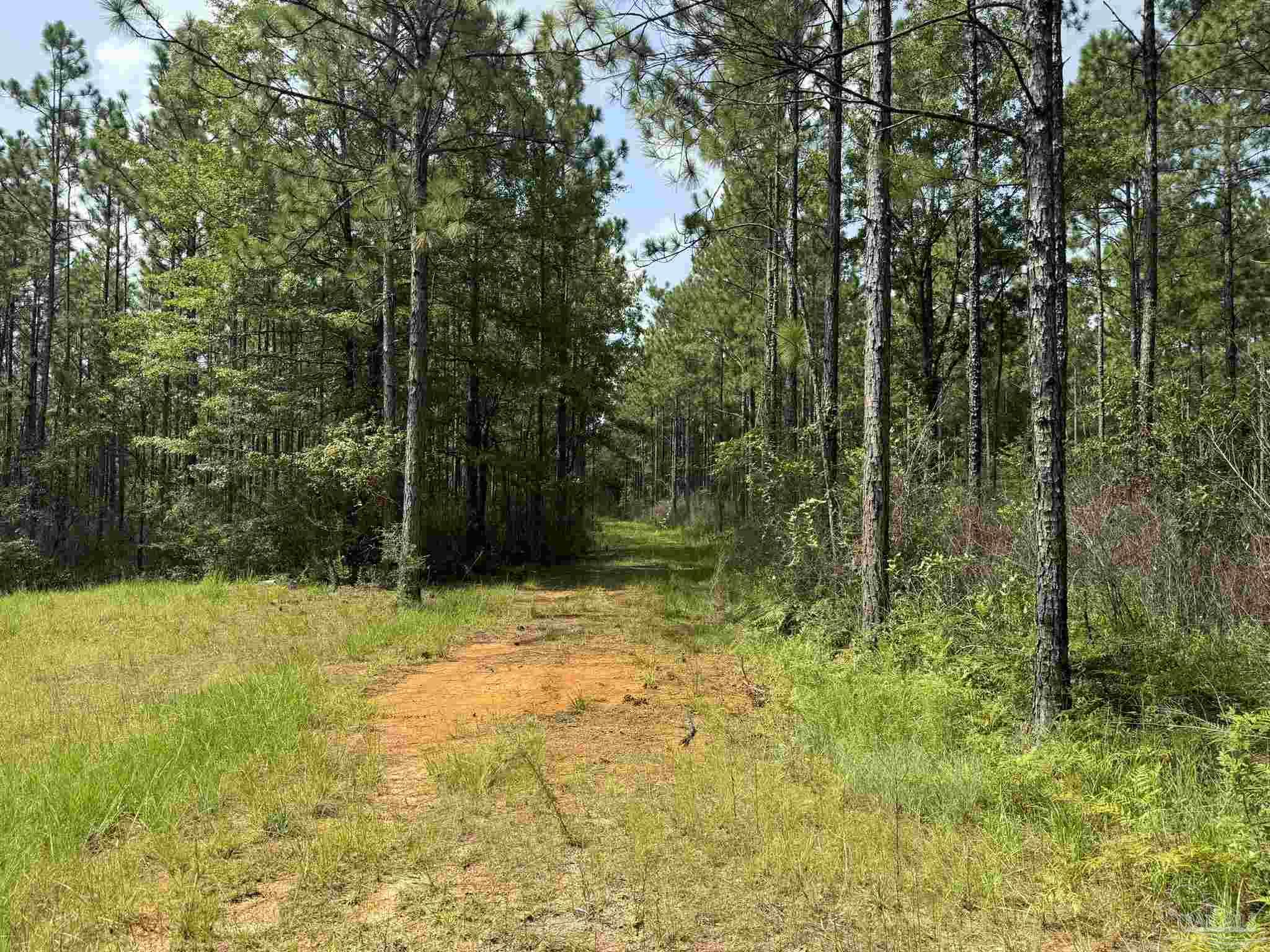 0 Nokomis Road Walnut Hill, FL 32568 - Photo 18 of 51