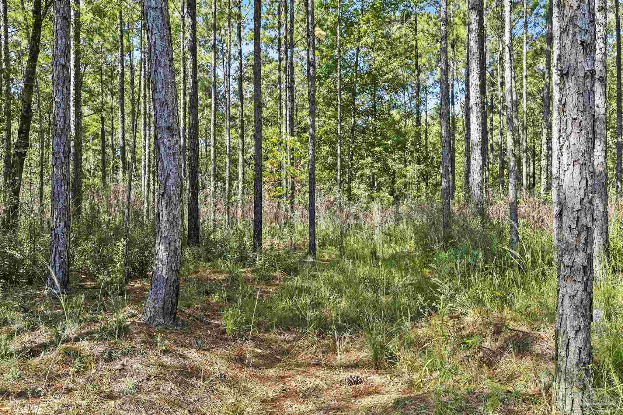 0 Nokomis Road Walnut Hill, FL 32568 - Photo 24 of 51