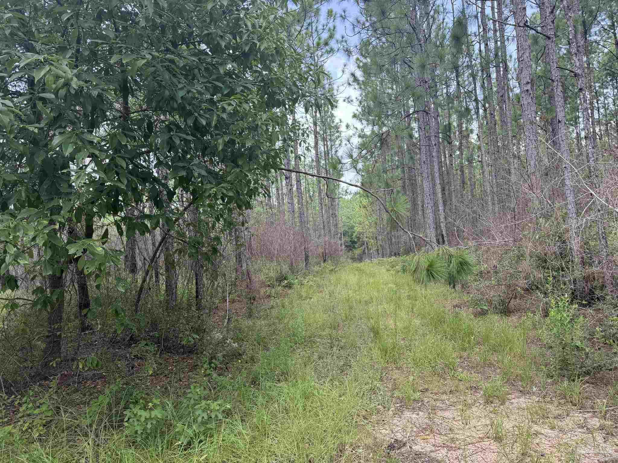 0 Nokomis Road Walnut Hill, FL 32568 - Photo 28 of 51