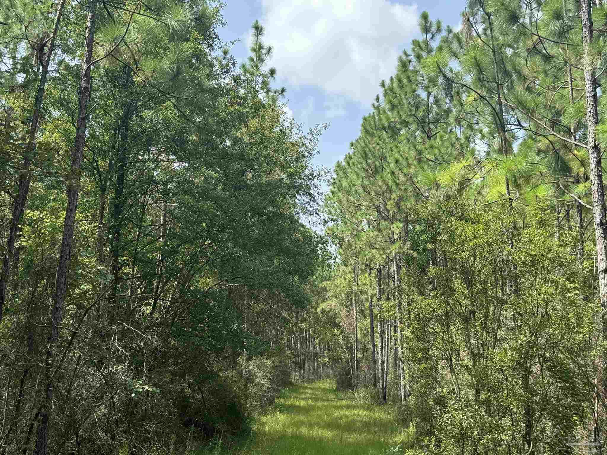 0 Nokomis Road Walnut Hill, FL 32568 - Photo 34 of 51