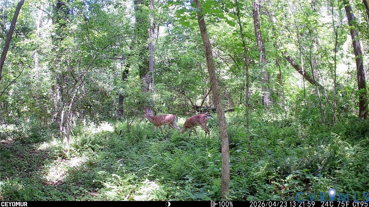 3060 Kingsland Road North Chesterfield, VA 23237 - Photo 44 of 47 Graceful Deer Pass Through Often