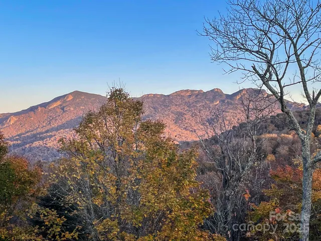 a view of a yard in a forest