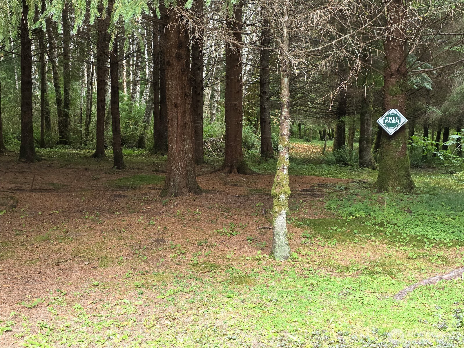 540 Nichols Road Clallam Bay, WA 98326 - Photo 23 of 25 a backyard of a house with lots of green space