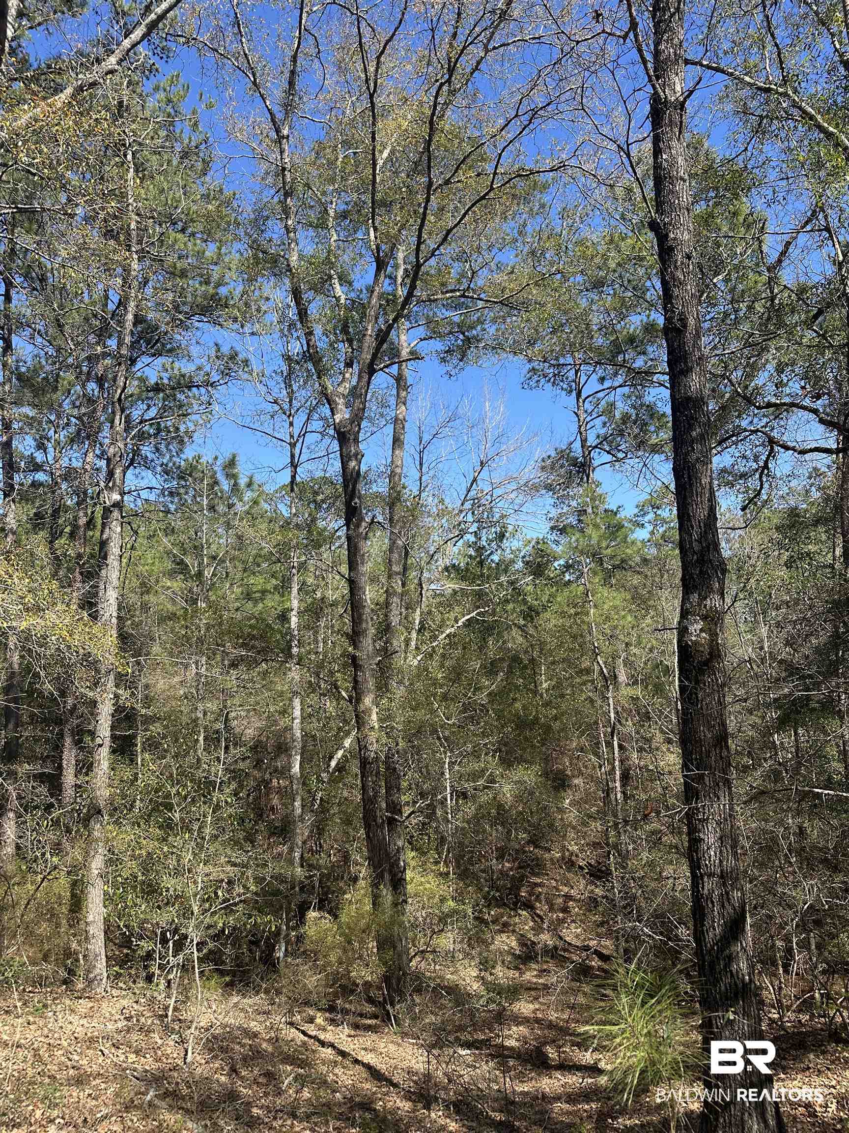 8557 County Road 34 Millry, AL 36558 - Photo 22 of 36 View of local wilderness with a forest view