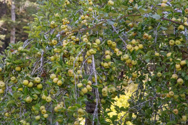 $955,000 | 1 Tamarack Road, Unit B, San Geronimo, CA 94963