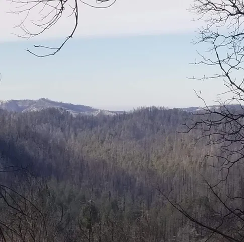 a view of tree in front of a yard