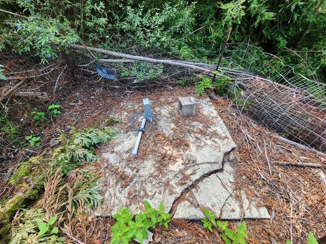 a view of a yard with plants and tree