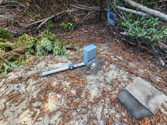 a view of a garden with large trees
