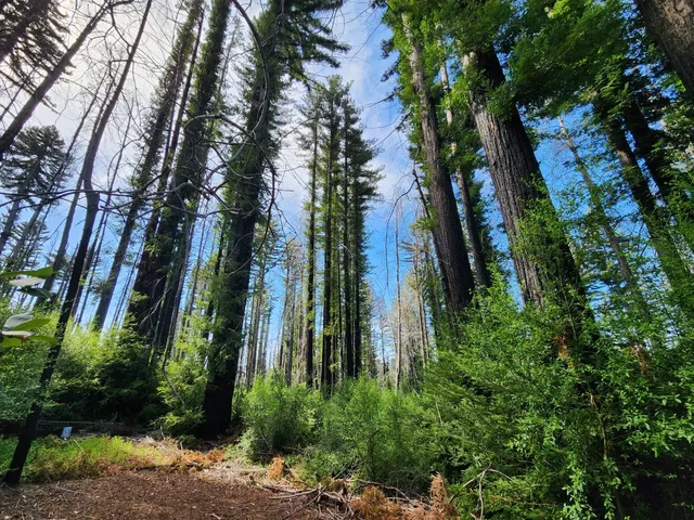 a plant with lots of trees