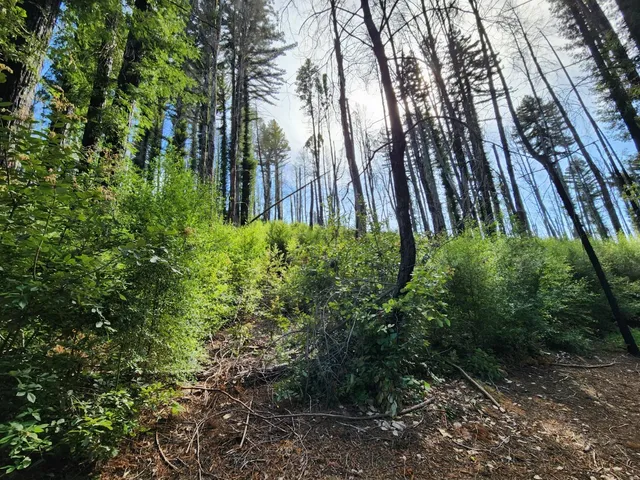 a view of backyard with green space