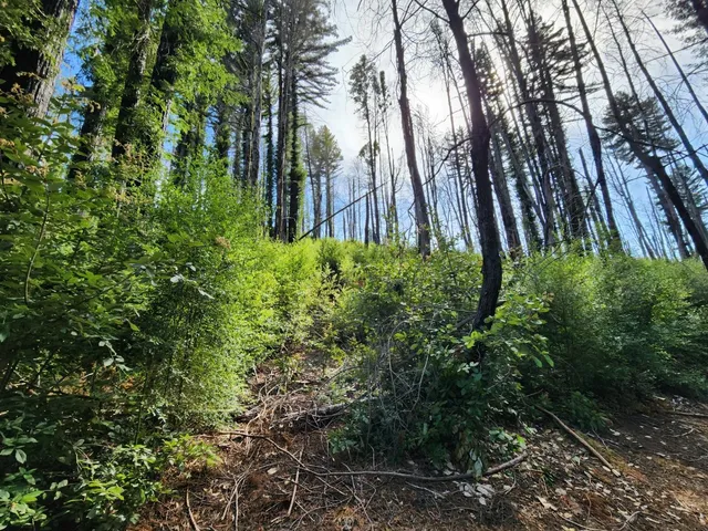 a backyard of a house with lots of green space