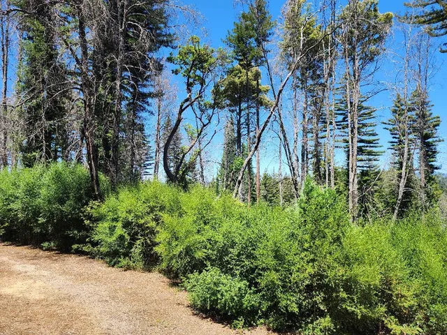 a view of a yard with plants and trees