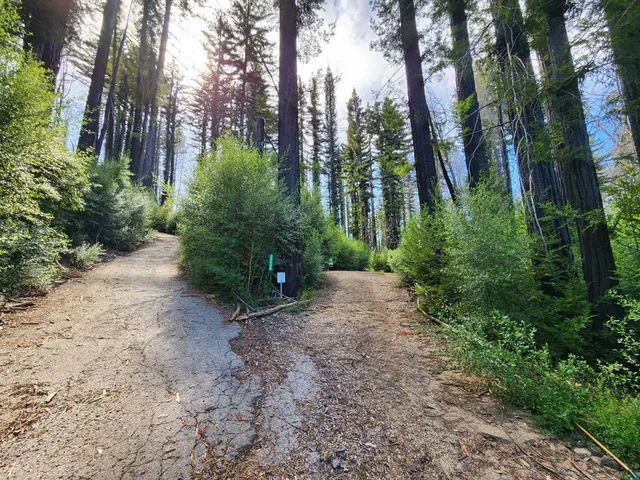 a view of a wooden door with a tree