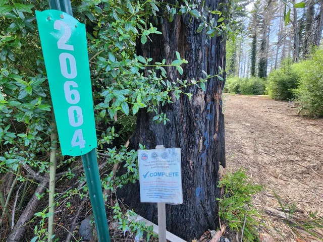 a view of a yard with plants and trees