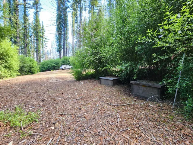 a view of a backyard with plants and large trees