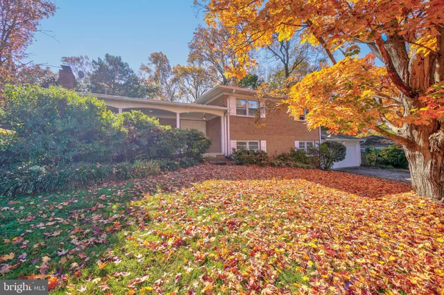 a view of a yard with plants and large trees