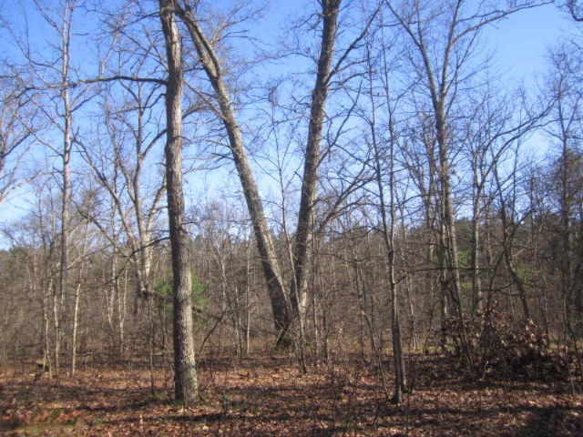 17435 Foster Road Wellston, MI 49689 - Photo 30 of 43 Federal Land