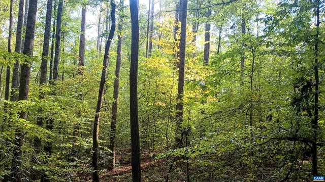 a view of forest from balcony