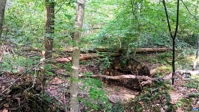 a view of a garden with a tree