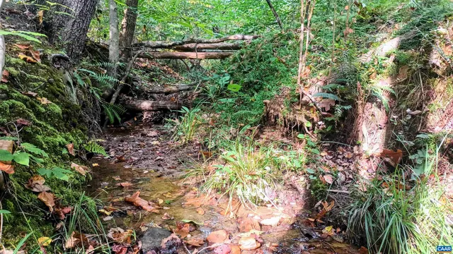a view of a tree in a garden