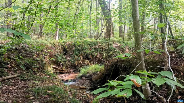 a plant view in yard