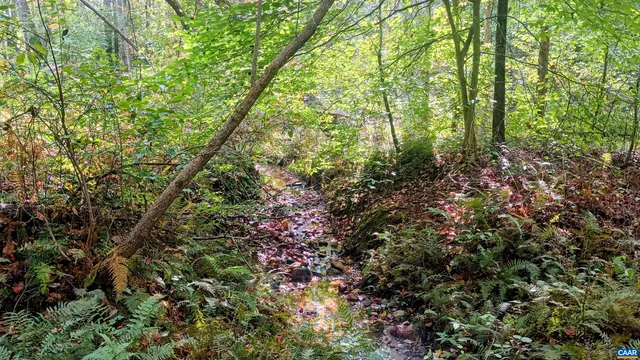 a view of a forest with lots of trees