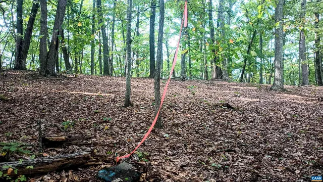 a view of a forest view