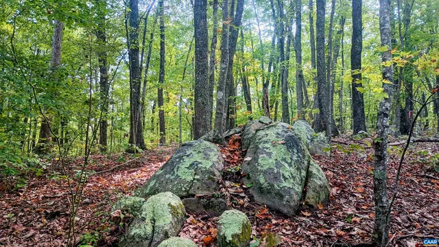 a view of a garden with plants