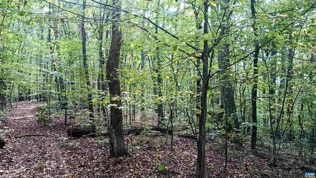 a view of a forest with lots of trees