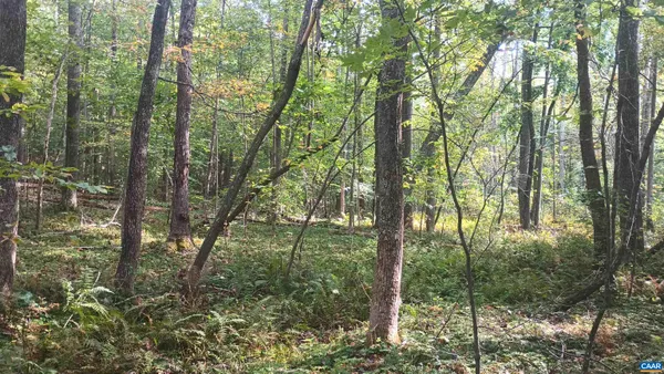 a view of a forest that has a tree