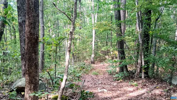a view of forest
