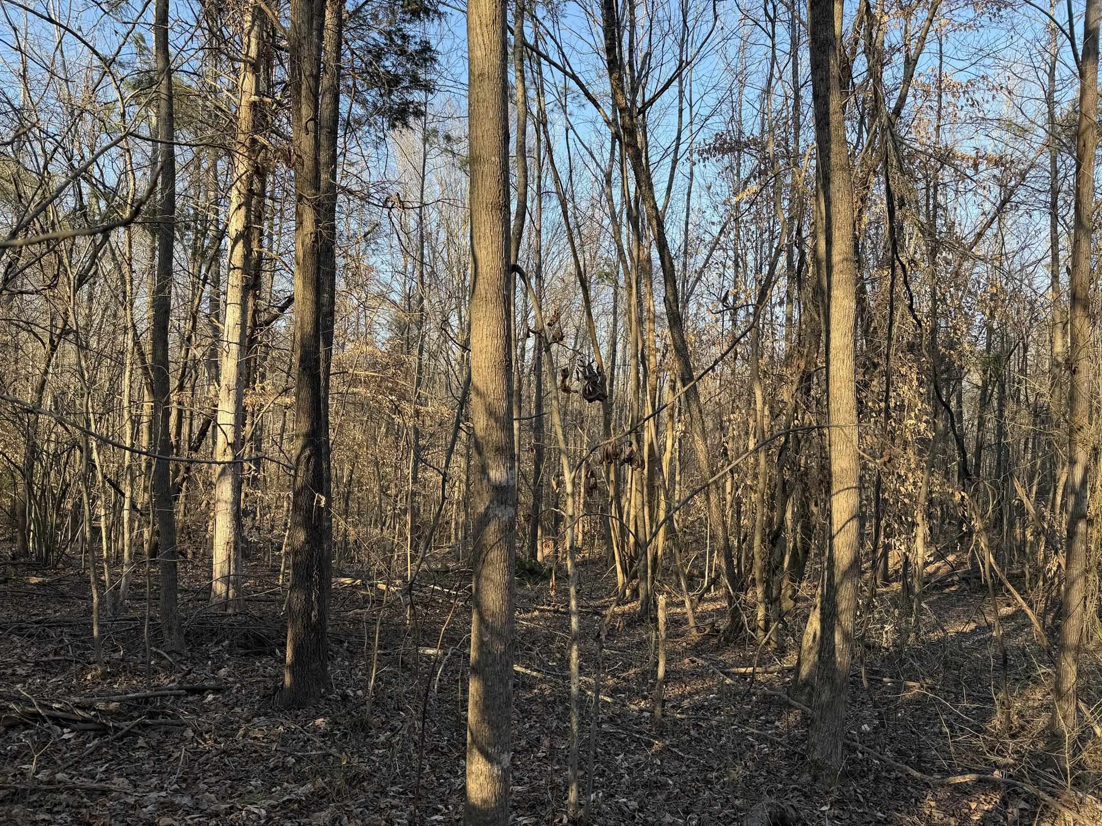 1 Old Union Road Adamsville, TN 38310 - Photo 4 of 25 Gallery Image 4