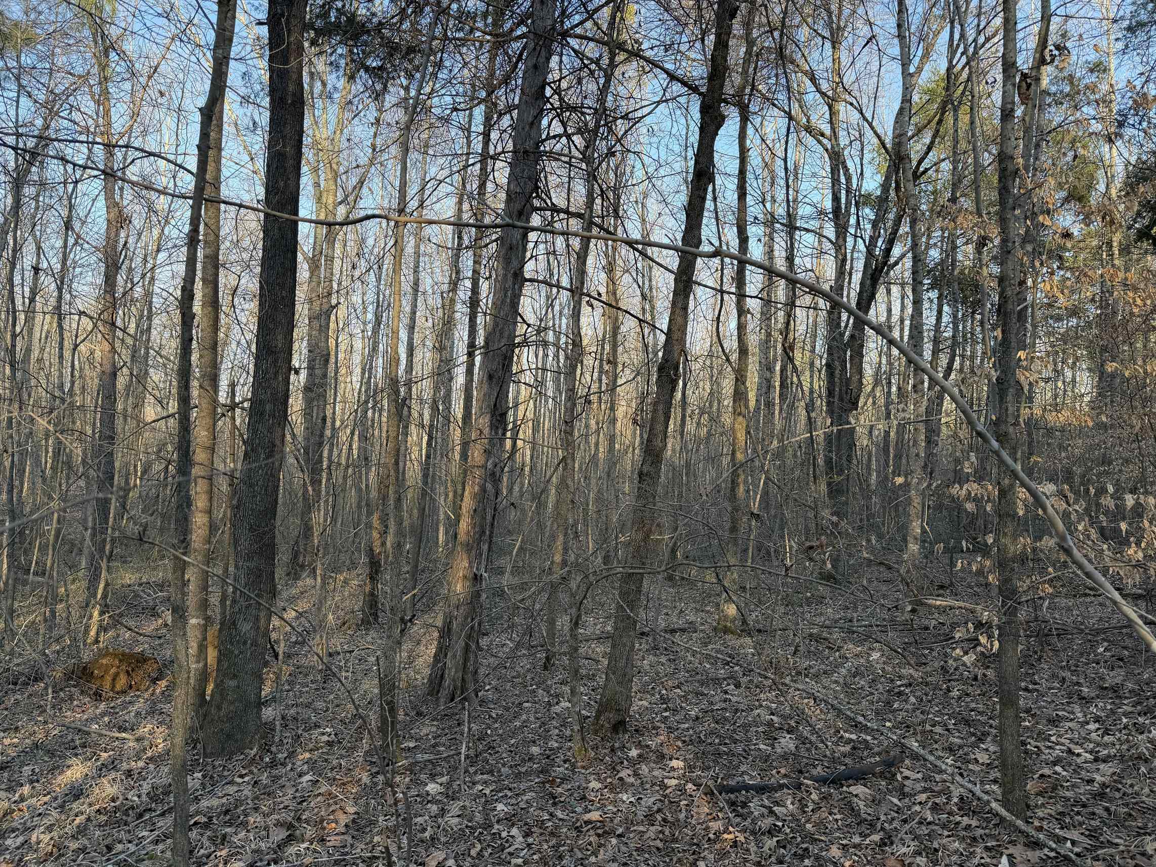 1 Old Union Road Adamsville, TN 38310 - Photo 10 of 25 Gallery Image 10