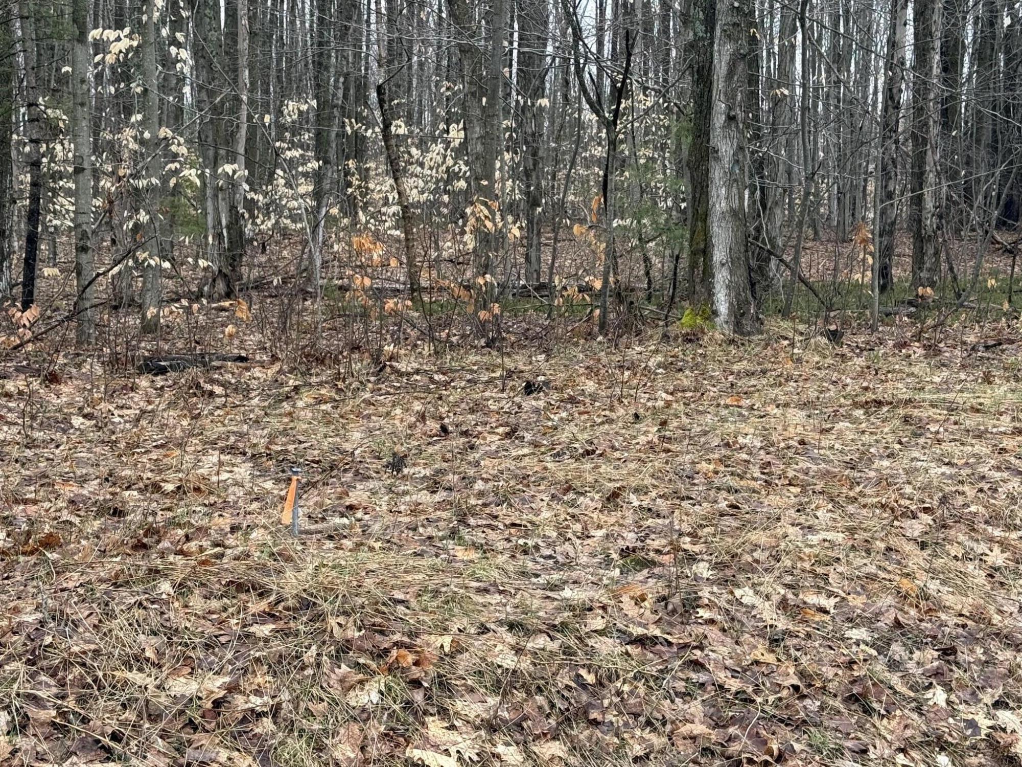 0 North Van Dermullen Road Lake City, MI 49651 - Photo 1 of 9 8 - Copy