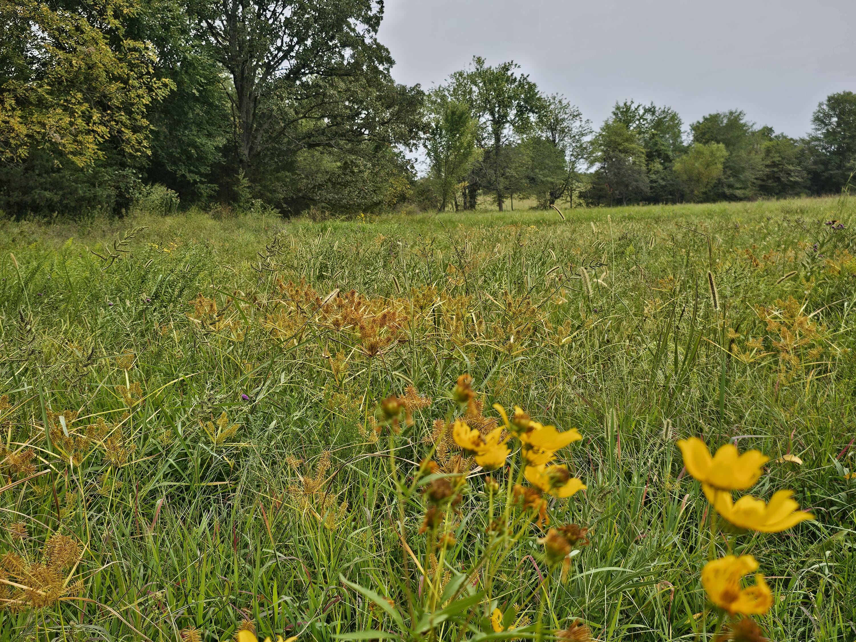 Lot 5 East 420th Road Bolivar, MO 65613 - Photo 1 of 1 20240912_161039