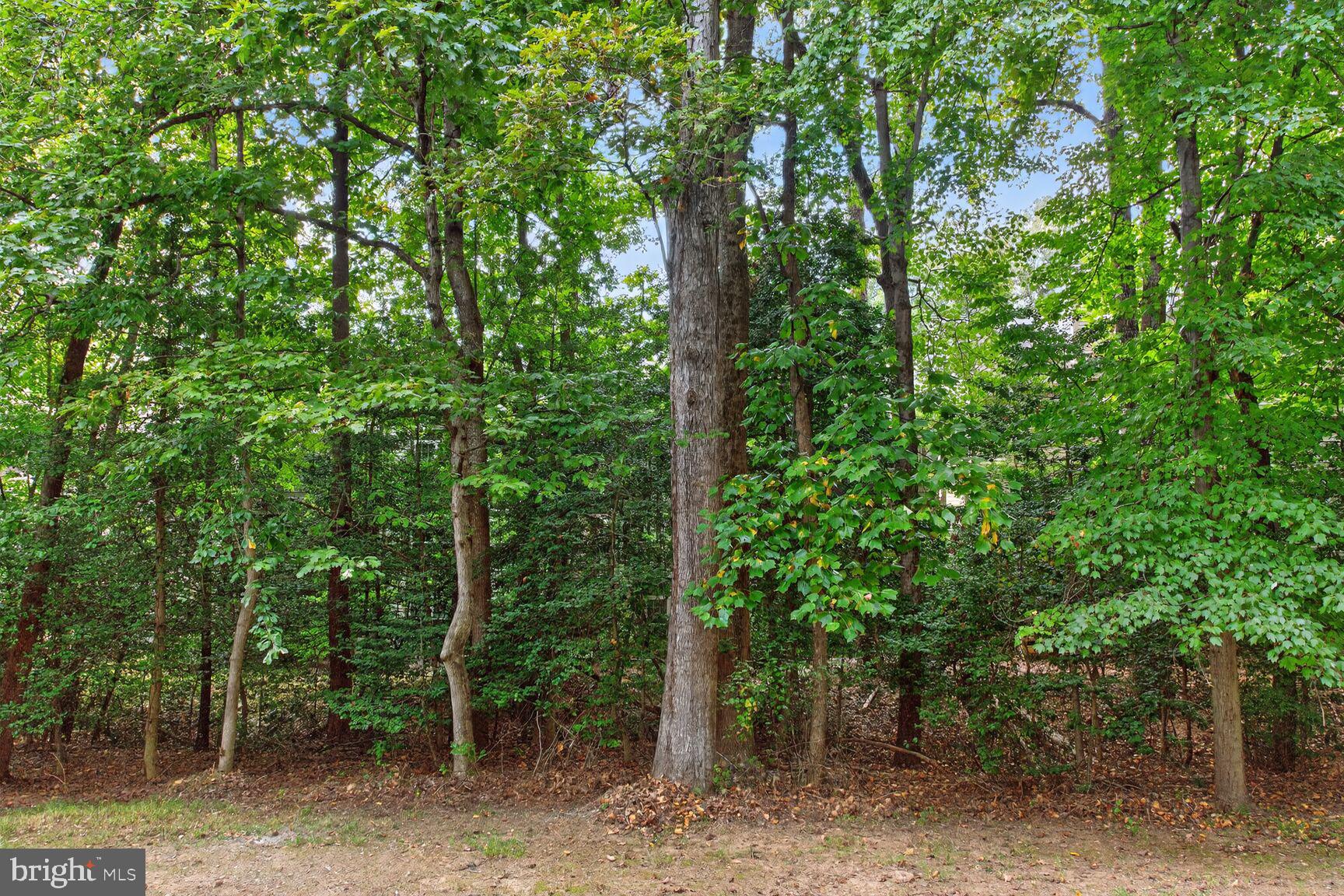 2208 Castle Rock Square, Unit 2B Reston, VA 20191 - Photo 28 of 51 a view of a forest with trees in the background