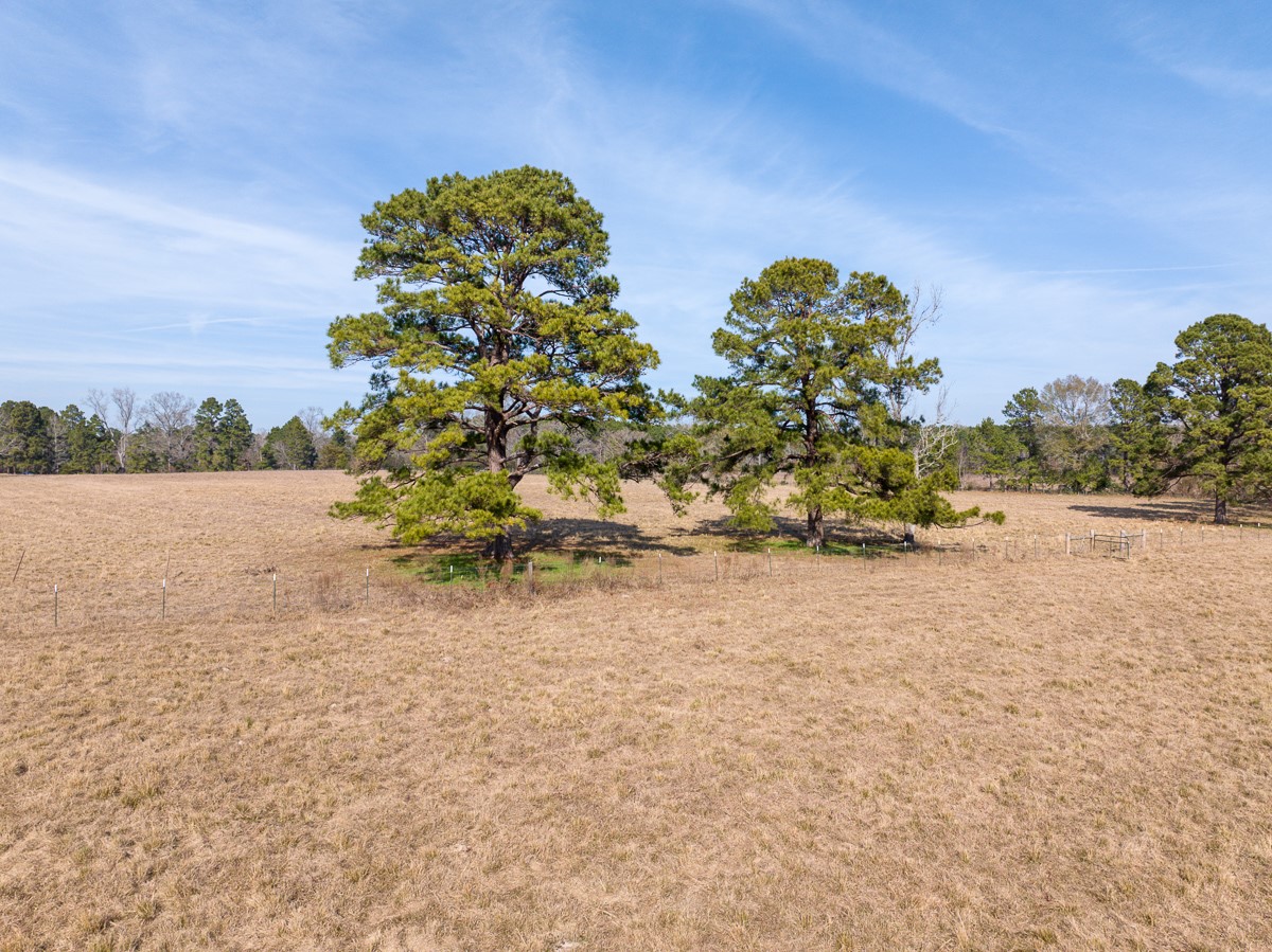 1 Fm 328 Huntington, TX 75949 - Photo 5 of 40 a street view with tall trees