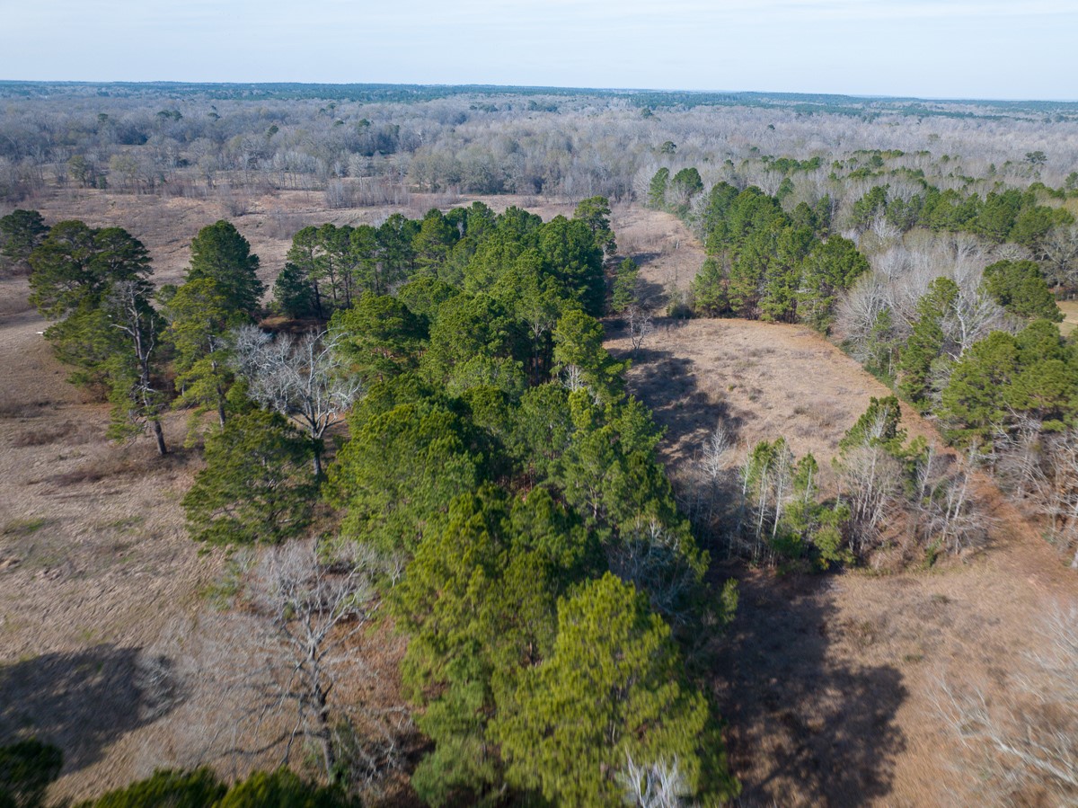 1 Fm 328 Huntington, TX 75949 - Photo 8 of 40 a view of a bunch of plants and trees