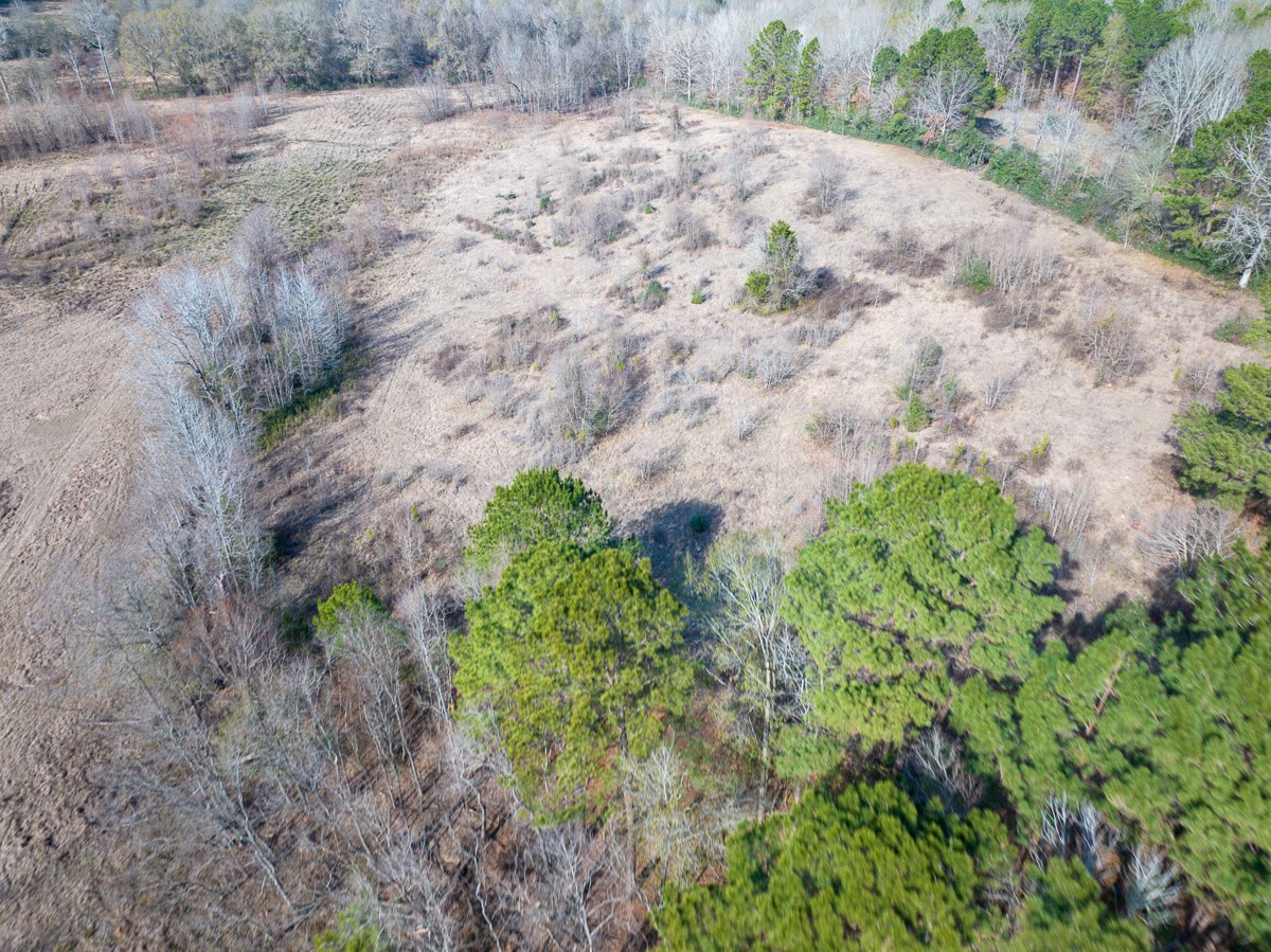 1 Fm 328 Huntington, TX 75949 - Photo 10 of 40 a view of a plants with trees in the background