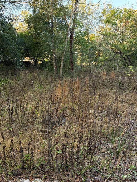 9411 Kissimmee Street New Port Richey, FL 34654 - Photo 2 of 2 a view of a forest with lots of trees