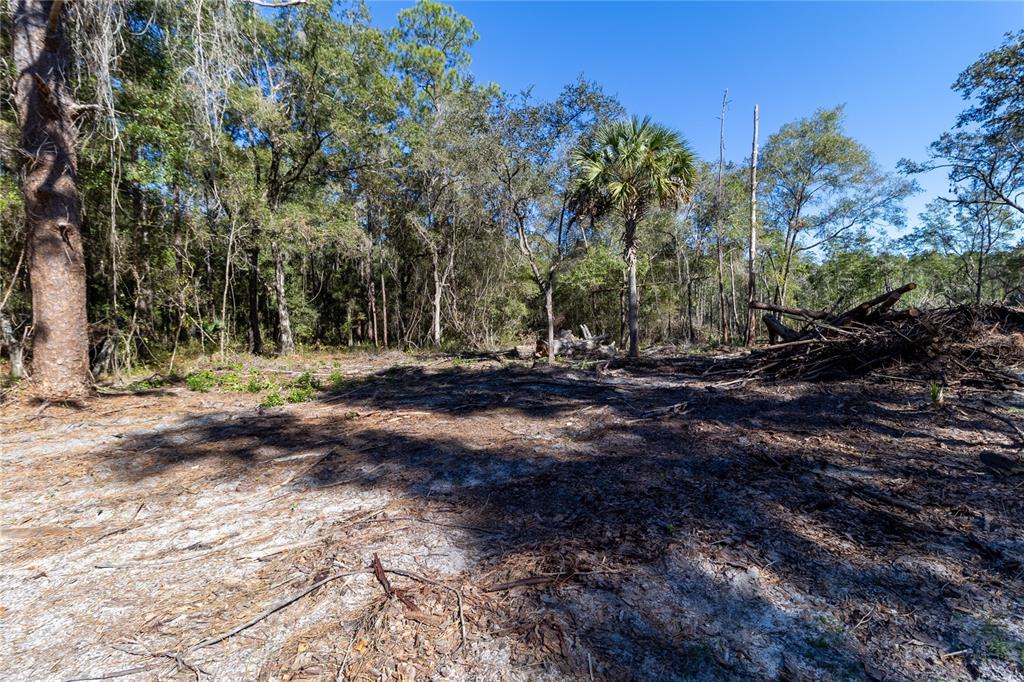 815 Northeast 145th Avenue Road Silver Springs, FL 34488 - Photo 15 of 42 a view of outdoor space with trees