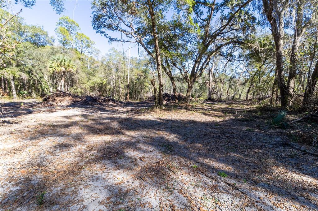 815 Northeast 145th Avenue Road Silver Springs, FL 34488 - Photo 17 of 42 a view of dirt yard with a large tree