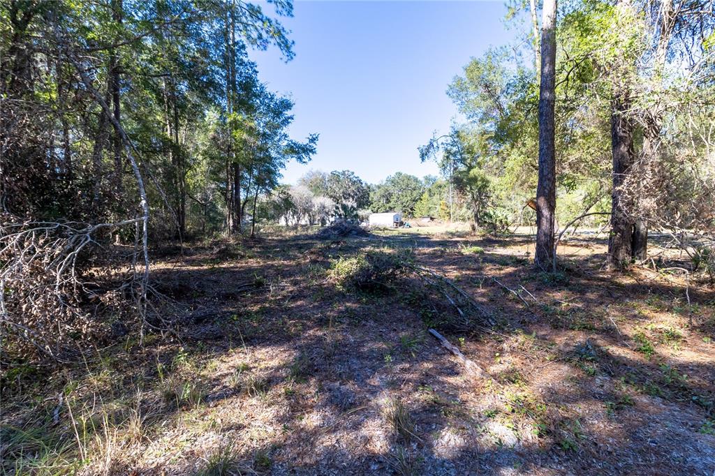 815 Northeast 145th Avenue Road Silver Springs, FL 34488 - Photo 18 of 42 a view of outdoor space with lots of trees