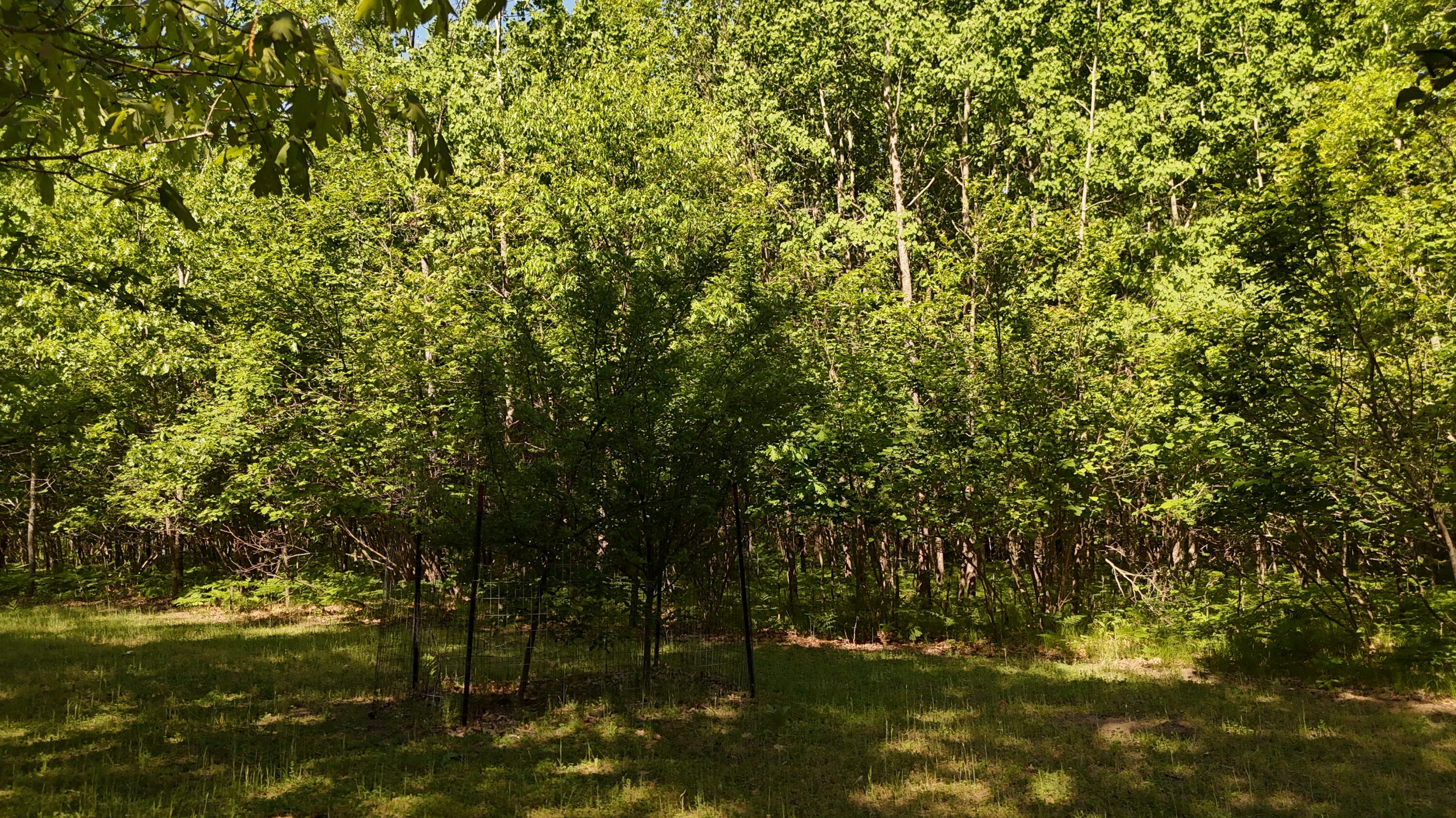 7 West Mile Road Irons, MI 49644 - Photo 44 of 49 DJI_20260604103356_0306_D